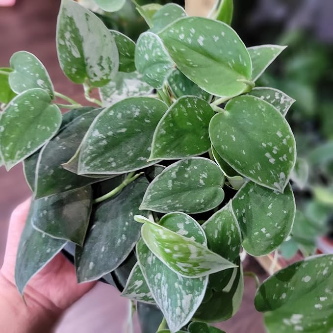 Premium Scindapsus Sterling Plant Soil Mix by Gardenera - Stimulate Growth and Elevate Variegation Beauty with Nourishing Formula - 5 Quart-VerdiqueGarden