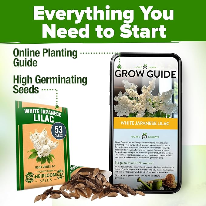 HOME GROWN 𝗨𝗦𝗔 53 White Lilac Flower Seeds Non-GMO, Heirloom Tree Seeds for Planting, Fragrant Flowering Tree Seeds for Landscaping, Pollinator Gardens, and Ornamental Borders (Syringa reticulata)-VerdiqueGarden