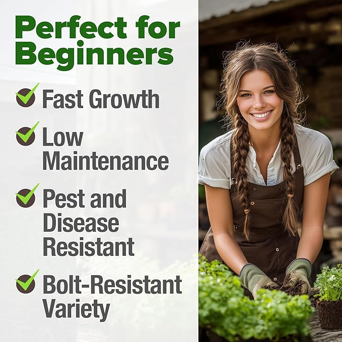 HOME GROWN 𝗨𝗦𝗔 𝗣𝗥𝗘𝗠𝗜𝗨𝗠 500+ Cilantro Seeds for Planting Indoors or Outdoors - Heirloom 𝗡𝗢𝗡-𝗚𝗠𝗢 Coriander Seeds, Grow Your Own Cilantro Plant - Culinary Herb Seeds for Your Herb Garden-VerdiqueGarden