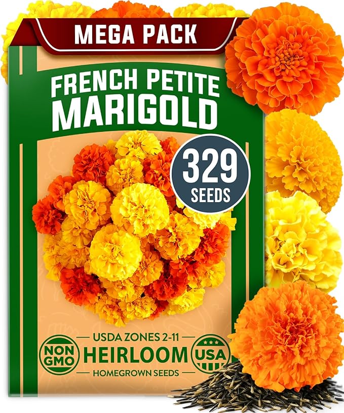 HOME GROWN 𝗨𝗦𝗔 𝗣𝗥𝗘𝗠𝗜𝗨𝗠 Petite French Marigold Seeds 329+ Flower Seeds for Planting Outdoors Easy to Grow Companion Plant & Quick Blooming Pollinator Heirloom Wildflower Seed (Tagetes patula)-VerdiqueGarden