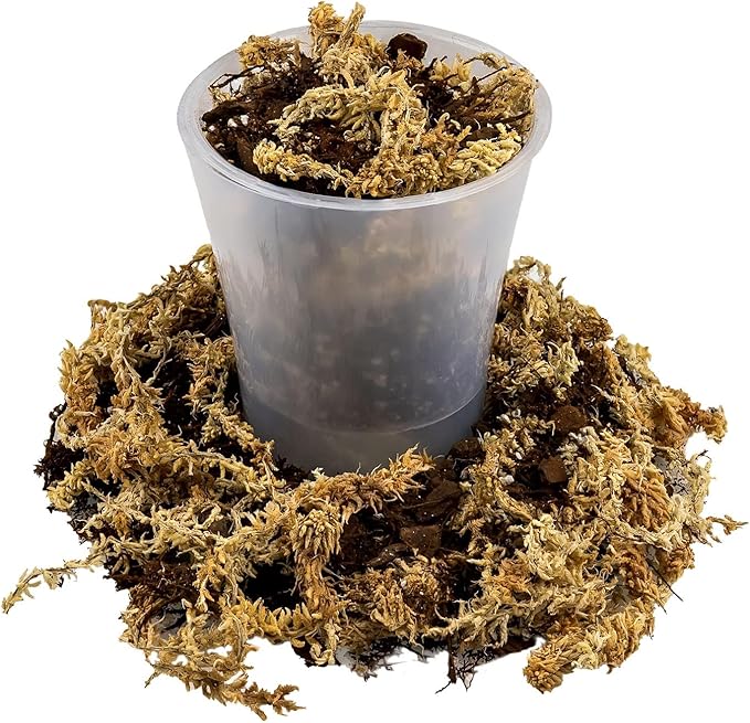 Premium Orchid Mix by GARDENERA | Fern + New Zealand Pine Bark + Sphagnum Moss + Perlite | Best for Growing and Repotting Orchids - 2 Quart Bag-VerdiqueGarden