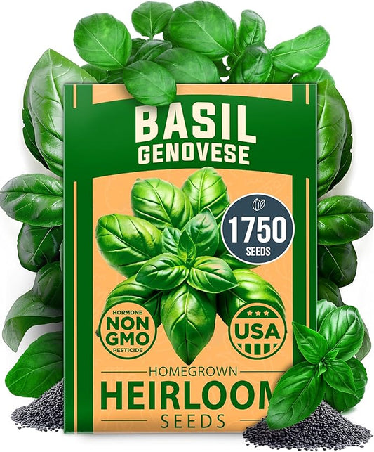 HOME GROWN 𝗨𝗦𝗔 𝗣𝗥𝗘𝗠𝗜𝗨𝗠 Genovese Basil Seeds Pack 1,750+ High Germination 𝗡𝗢𝗡-𝗚𝗠𝗢 Heirloom Seeds (Ocimum basilicum) Herb Seeds for Planting Indoor & Outdoor Gardening, for Culinary Use-VerdiqueGarden