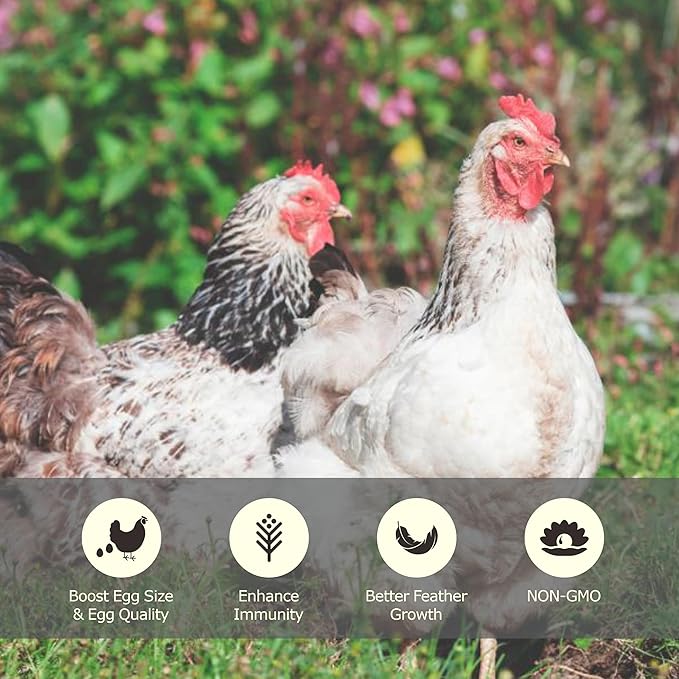 5LB Dried Mealworms, Great Treat for Chicken, Duck, Birds, Reptile, Hamster,Hedgehog, Pigeon-VerdiqueGarden