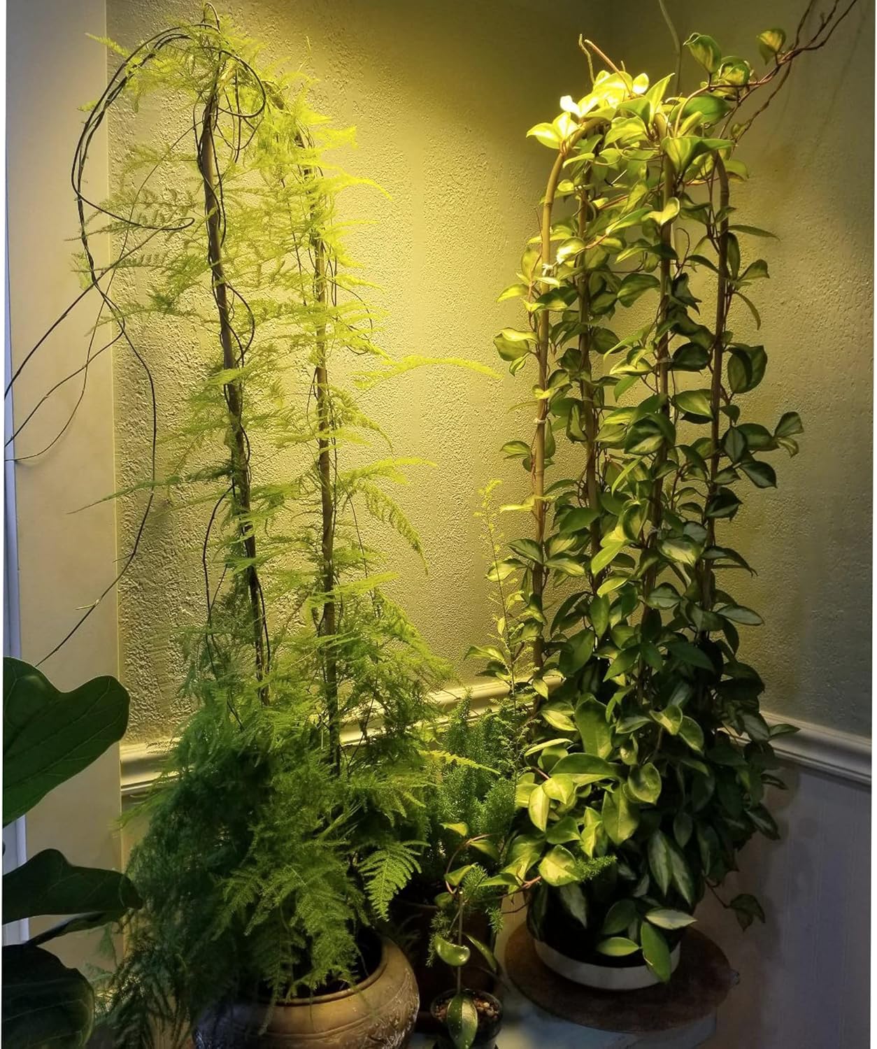 Avalution 10 Pcs Natural U-Hoops Bamboo Garden Trellis, 4 Ft Bamboo Trellis U-Shape Plant Support for Climbing Plants Indoor and Outdoor Use-VerdiqueGarden