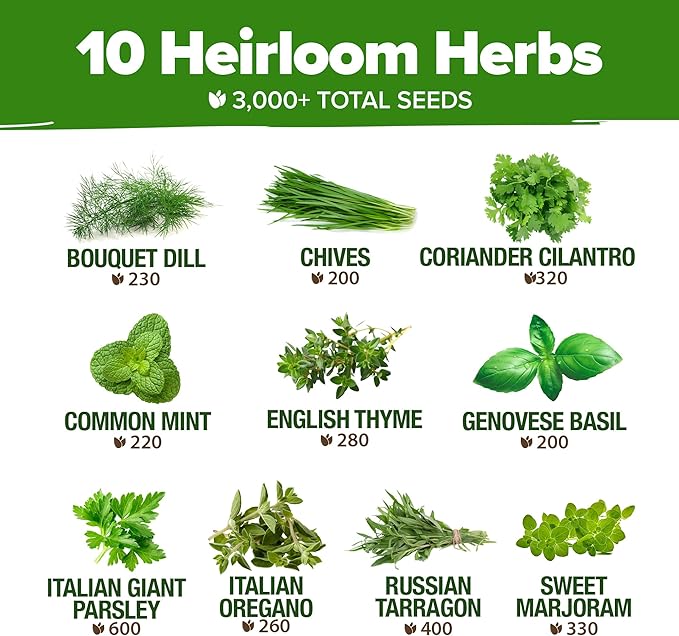 HOME GROWN 10 Herb Seeds for Planting 3,000+ Non-GMO Heirloom Seeds | Extra Large Variety Pack Herb Kit – Indoor Outdoor & Hydroponic | Culinary Seed Set | Grow Your Own Herbs | Gift for Beginners-VerdiqueGarden