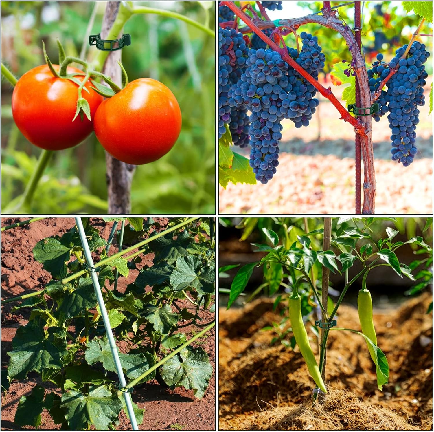50 PCS Plant Support Clips, Tomato Vine Clips, Trellis Plastic Clips, Garden Vine Fixing Clips - for Tomato, Grape, Vegetables, Plant Stalks and Climbing Plants-VerdiqueGarden