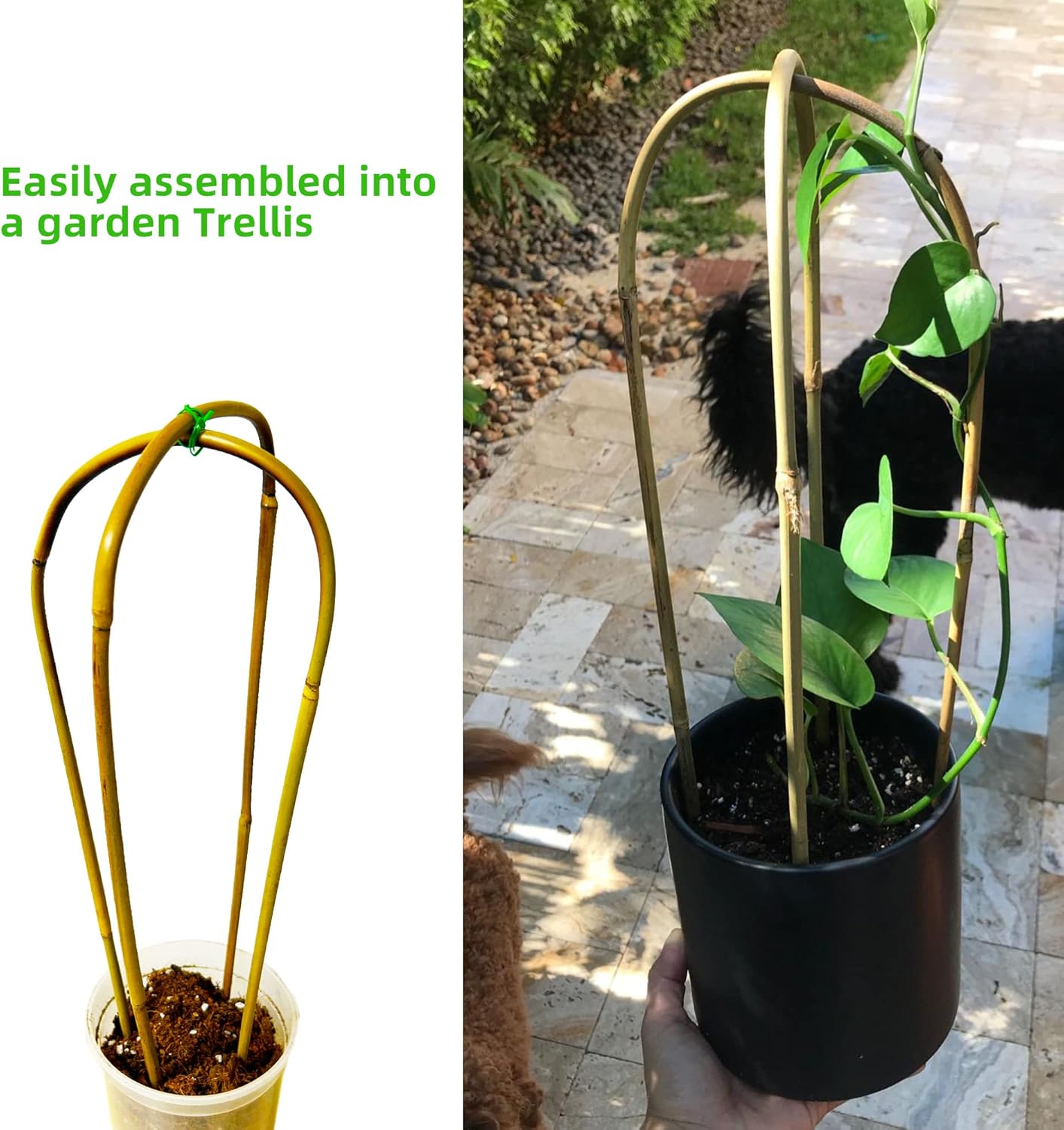 Avalution 16" Natural Bamboo Plants Trellis U-Hoop,Bamboo Gaeden Trellis U-Shape for Climbing Plant Support-20PCS-VerdiqueGarden