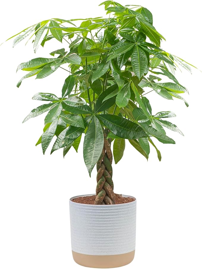 Costa Farms Money Tree Live Plant, Easy to Grow Houseplant Potted in Indoor Garden Pot, Pachira Bonsai in Potting Soil, Gift for Birthday, Housewarming, Thank You, Office and Home Decor, 3-4 Feet Tall-VerdiqueGarden