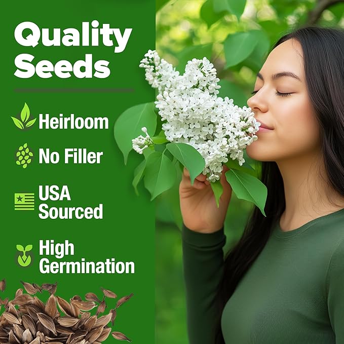 HOME GROWN 𝗨𝗦𝗔 53 White Lilac Flower Seeds Non-GMO, Heirloom Tree Seeds for Planting, Fragrant Flowering Tree Seeds for Landscaping, Pollinator Gardens, and Ornamental Borders (Syringa reticulata)-VerdiqueGarden