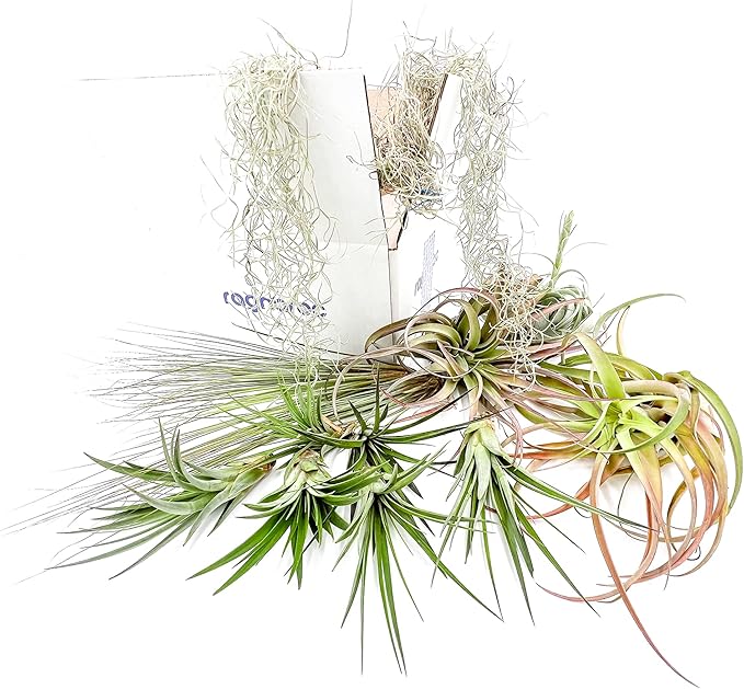 Holiday Hosting Gift Box Giant - 13ct -Tillandsia Air Plant Set - Live Arrival Guaranteed - House Plants for Home Decor & Gift-VerdiqueGarden
