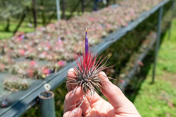 12 Pack Air Plants Ionantha Mexican-Colors and Shape Varies Due to Seasonality-Live Tillandsia Succulent for House Air Plants Holder-Available in Wholesale and Bulk-Easy Care Indoor and Outdoor Plants-VerdiqueGarden