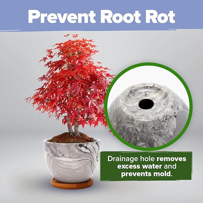 HOME GROWN Bonsai Tree Kit - Premium Ceramic Starter Kit - 4 Variety of Bonsai - Unique Gift for Men and Women Gardeners (BK2-2nd-MF)-VerdiqueGarden