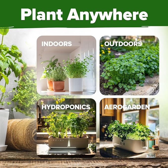 HOME GROWN 𝗨𝗦𝗔 𝗣𝗥𝗘𝗠𝗜𝗨𝗠 1000+ Cilantro Seeds for Planting Indoors or Outdoors - Non-GMO Heirloom Herbs, Coriander Plant Seeds - Complete Your Herb Seeds Collection for Your Indoor Herb Garden-VerdiqueGarden