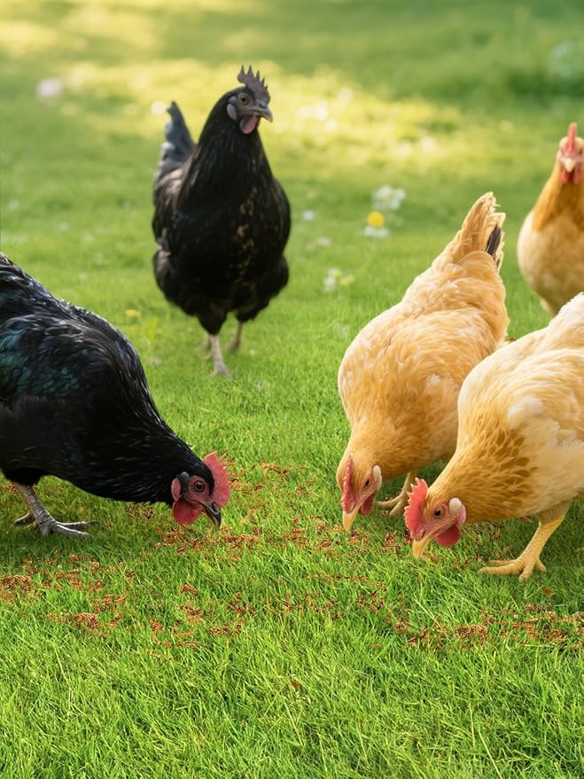 Mealworms Chicken Treats 2 Lbs with Handle Packing, High-Protein Promote Egg Production, Natural Chicken Feed for Laying Hens Wild Birds Ducks-VerdiqueGarden