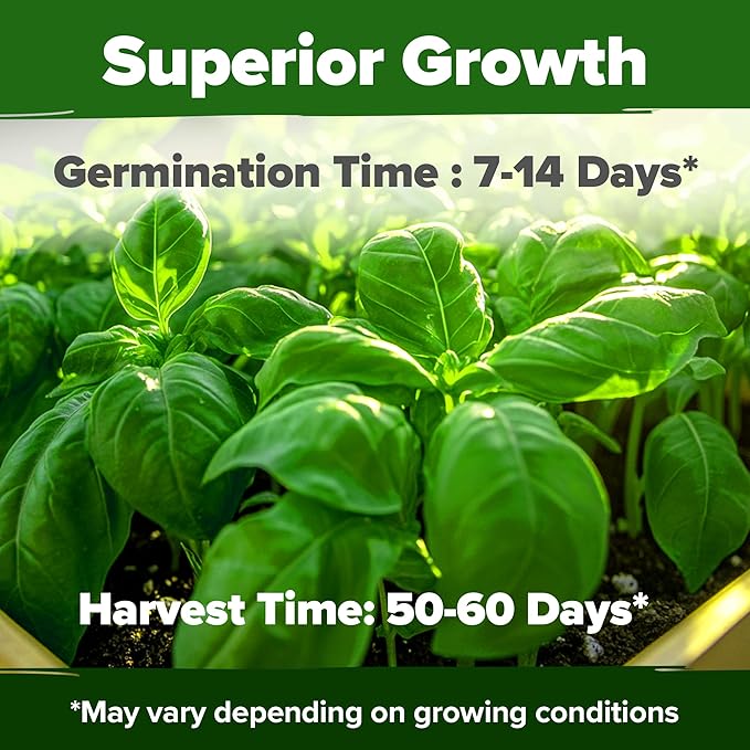 HOME GROWN Genovese Basil Seeds 2 Pack - 3500 𝗡𝗢𝗡-𝗚𝗠𝗢 𝗨𝗦𝗔 Heirloom Basil Seeds for Planting (Ocimum basilicum) - Herb Seeds for Indoor & Outdoor Gardening - Grow for Culinary Use-VerdiqueGarden