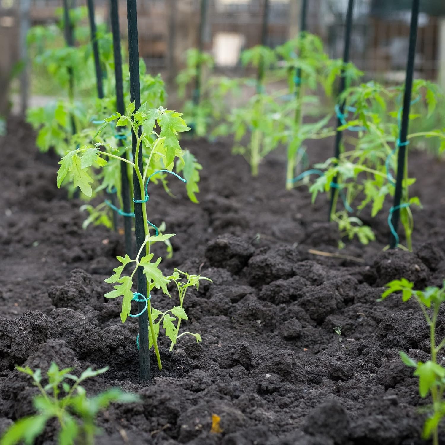 Garden Stakes 48'' Plant Sticks, 50PCS Plastic Coated Steel 4ft Plant Stakes Support for Growing Climbing Plants, Tomato Stakes Gardening Supplies-VerdiqueGarden