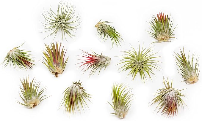 12 Pack Large Air Plants Tillandsia Ionantha Guatemala - Live Succulent House Plants - Available in Wholesale and Bulk - Home and Garden Decor - Easy Care Indoor/Outdoor Air Plant-VerdiqueGarden