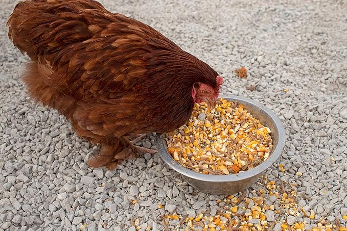 Pampered Chicken Mama Non-GMO Mealworm, Corn, Flax, & Herb Treat (10 Pounds) for Backyard Chickens, Healthy Layer Feed & Supplies for Pet Chickens Poultry Queen Treat for Hens-VerdiqueGarden
