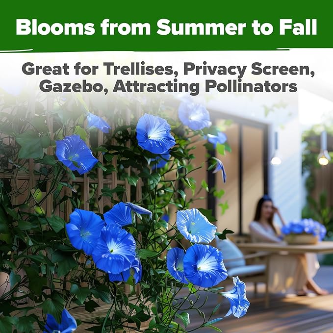 HOME GROWN 𝗨𝗦𝗔 𝗣𝗥𝗘𝗠𝗜𝗨𝗠 Heavenly Blue Morning Glory - 150 Heirloom Seeds for Planting, 𝗡𝗢𝗡-𝗚𝗠𝗢 Ideal for a Flower Garden That Attracts Pollinators and Birds (Ipomoea Tricolor)-VerdiqueGarden