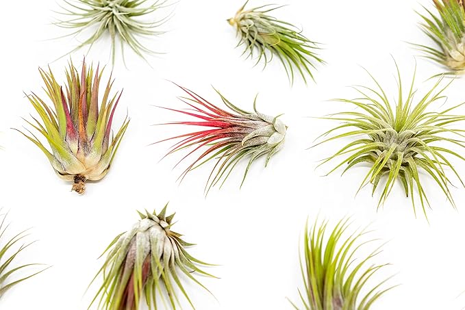 12 Pack Large Air Plants Tillandsia Ionantha Guatemala - Live Succulent House Plants - Available in Wholesale and Bulk - Home and Garden Decor - Easy Care Indoor/Outdoor Air Plant-VerdiqueGarden
