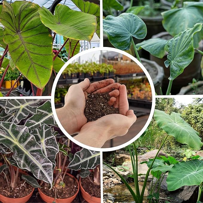 Alocasia Plant Potting Soil - Enhance Leaf Beauty and Health with Professional Grade Nutrient-Rich Mix - 3 Quart-VerdiqueGarden