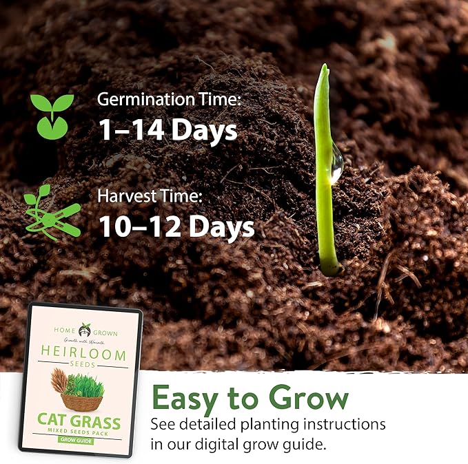 HOME GROWN 30,000+Cat Grass Seeds (6oz) 𝗡𝗢𝗡-𝗚𝗠𝗢 𝗨𝗦𝗔 Heirloom Barley & Oat Mix – Refill for Indoor Cat Grass Growing Kit – Safe Healthy Green Grass for Cats – Pet Grass for Eating & Digestion-VerdiqueGarden