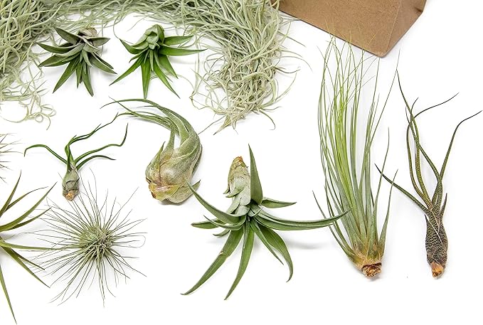 10 Pack Grab Bag Air Plants Gift Wrapped with Tillandsia Usneiodes Spanish Moss - Live Tillandsia - Easy Care House Plant - Succulents - 30 Day Guarantee-VerdiqueGarden