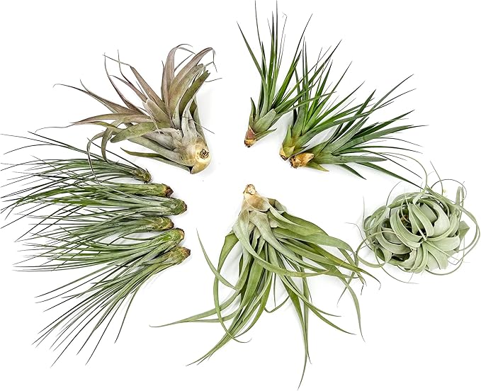 Holiday Hosting Gift Box Jumbo - 12ct - Tillandsia Air Plant Set - Live Arrival Guaranteed - House Plants for Home Decor & Gift-VerdiqueGarden
