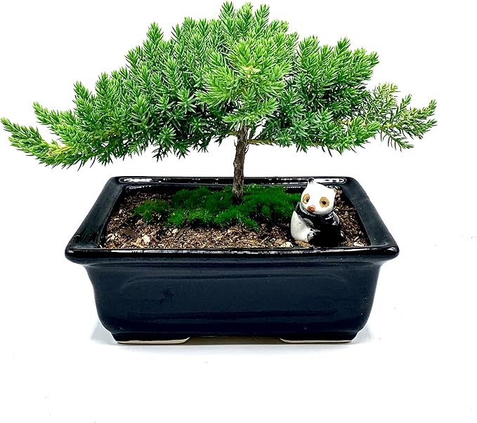 Live Dwarf Juniper Bonsai Tree 4-5years Old with Cute Ceramic Panda | Juniper or Jade Bonsai Tree | Indoor/Outdoor | 100% Handcrafted| Home and Office Décor | Best Gift for Holiday-VerdiqueGarden