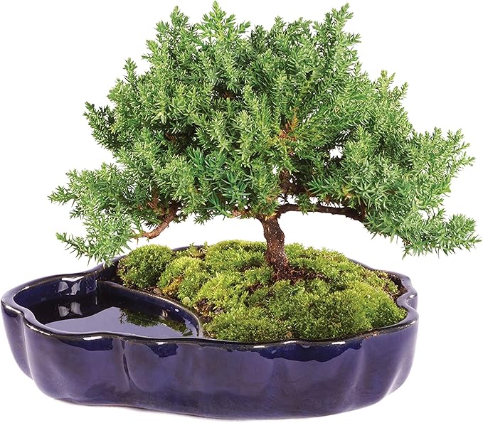 Brussel's Bonsai Brussel's Green Mound Juniper Bonsai in Zen Reflections Pot, SMALL-VerdiqueGarden