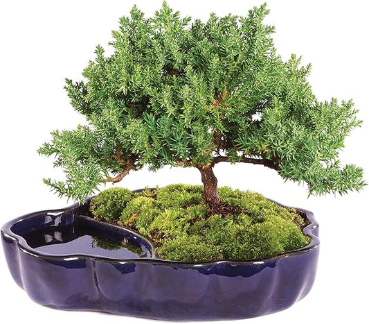 Brussel's Bonsai Brussel's Green Mound Juniper Bonsai in Zen Reflections Pot, SMALL-VerdiqueGarden