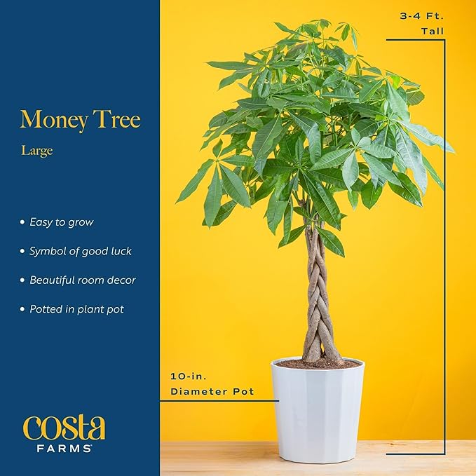 Costa Farms Money Tree Live Plant, Easy to Grow Houseplant Potted in Indoor Garden Pot, Pachira Bonsai in Potting Soil, Gift for Birthday, Housewarming, Thank You, Office and Home Decor, 3-4 Feet Tall-VerdiqueGarden