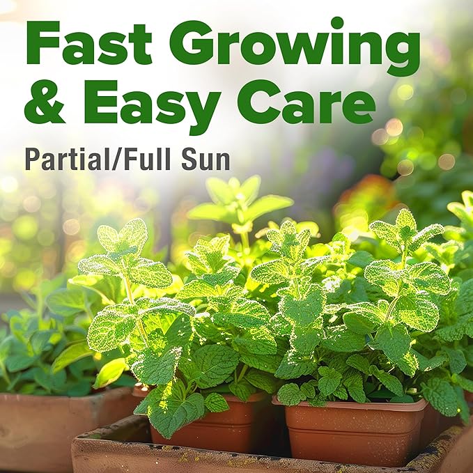 HOME GROWN Premium Common Mint Seeds (Bulk Pack) 3,600 𝗡𝗢𝗡-𝗚𝗠𝗢 𝗨𝗦𝗔 Heirloom Herb Seeds, USA Sourced | Ideal for Planting Outdoors or Indoors for a Fresh Mint Tea Garden (Mentha spp)-VerdiqueGarden