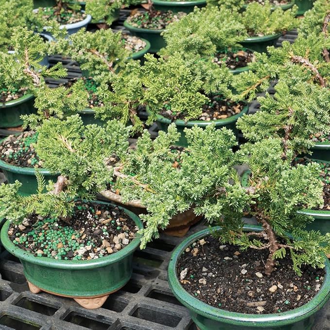 Brussel's Live Green Mound Juniper Outdoor Bonsai Tree - 3 Years Old; 4" to 6" Tall with Decorative Container - Not Sold in California-VerdiqueGarden