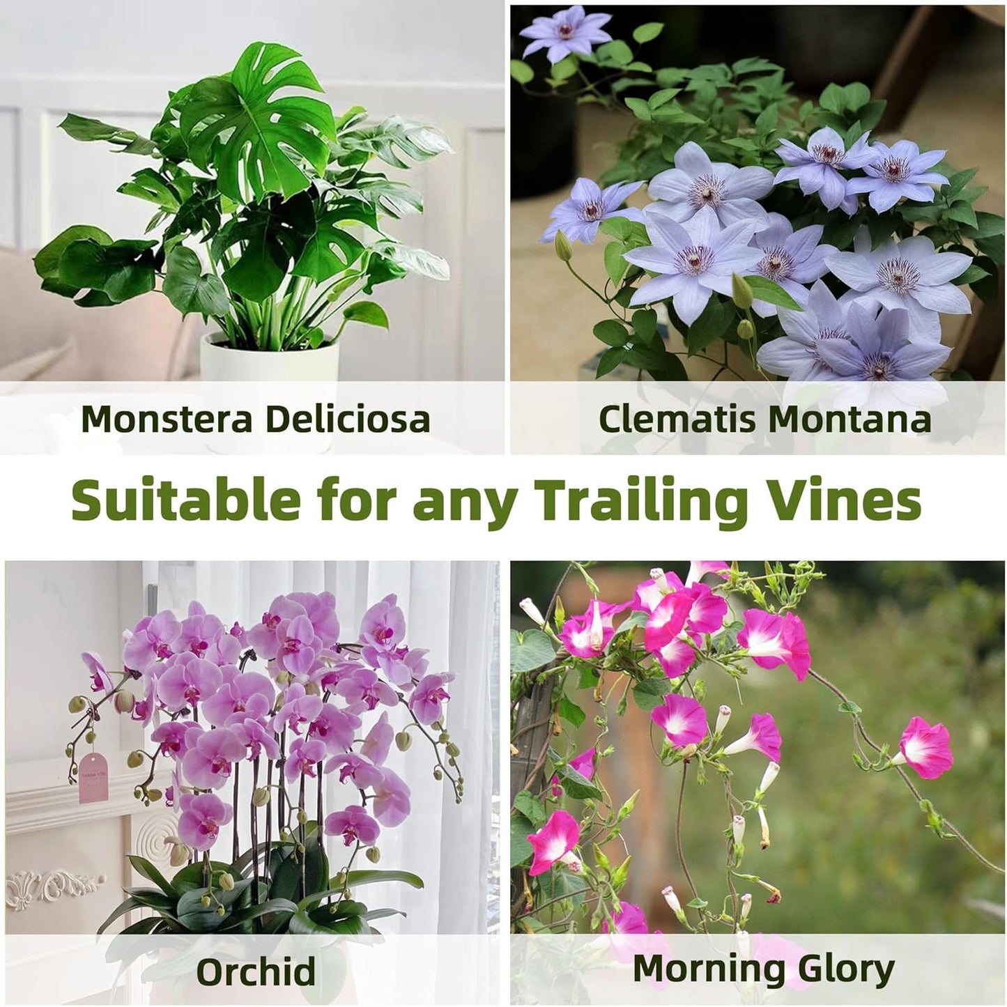 Avalution 5 Pack Bamboo Trellis for Climbing Plants Indoor, 16 Inch Garden Ladder Trellis for Potted Plants, Fan-Shaped Small Plant Support Trellis for Houseplants Ivy Hoya Vine Monstera-VerdiqueGarden