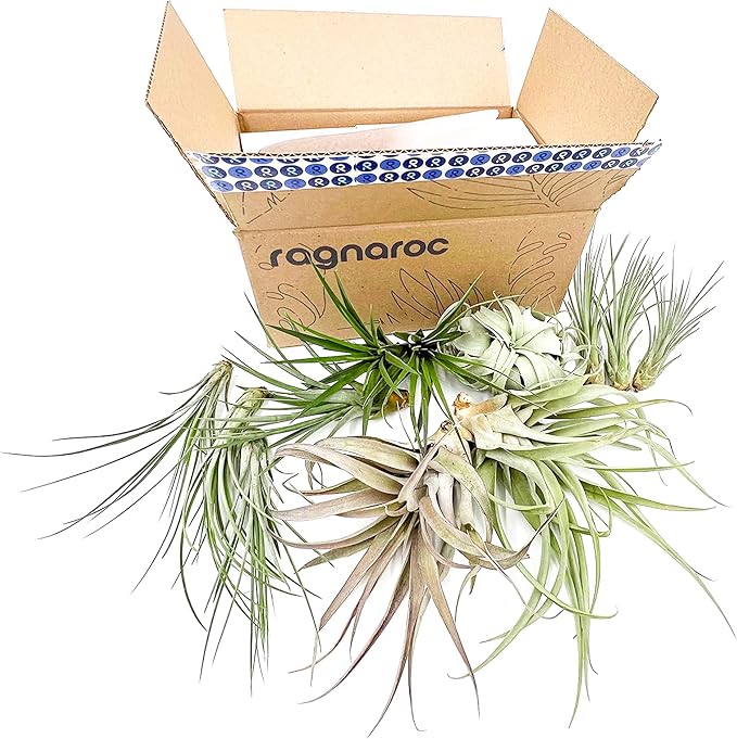 Holiday Hosting Gift Box Jumbo - 12ct - Tillandsia Air Plant Set - Live Arrival Guaranteed - House Plants for Home Decor & Gift-VerdiqueGarden