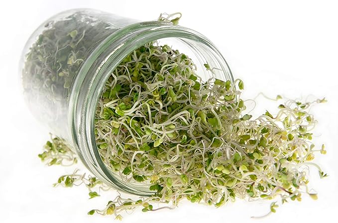 Broccoli Seeds for Sprouting & Microgreens | Waltham 29 Variety | Non GMO & Heirloom Seeds | 8 oz Resealable Bag | Rainbow Heirloom Seed Co.-VerdiqueGarden