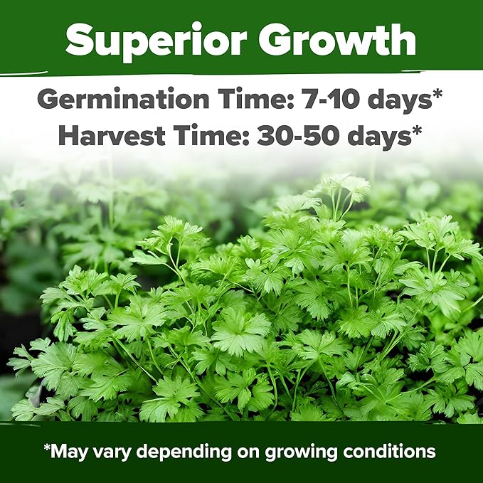 HOME GROWN 𝗨𝗦𝗔 𝗣𝗥𝗘𝗠𝗜𝗨𝗠 1000+ Cilantro Seeds for Planting Indoors or Outdoors - Non-GMO Heirloom Herbs, Coriander Plant Seeds - Complete Your Herb Seeds Collection for Your Indoor Herb Garden-VerdiqueGarden