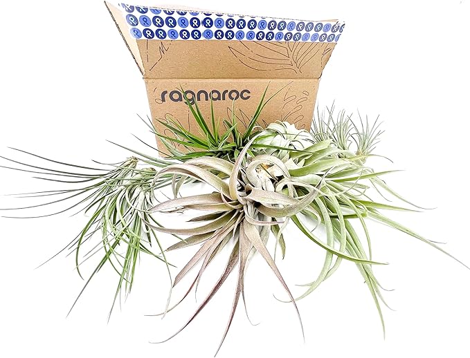 Holiday Hosting Gift Box Jumbo - 12ct - Tillandsia Air Plant Set - Live Arrival Guaranteed - House Plants for Home Decor & Gift-VerdiqueGarden