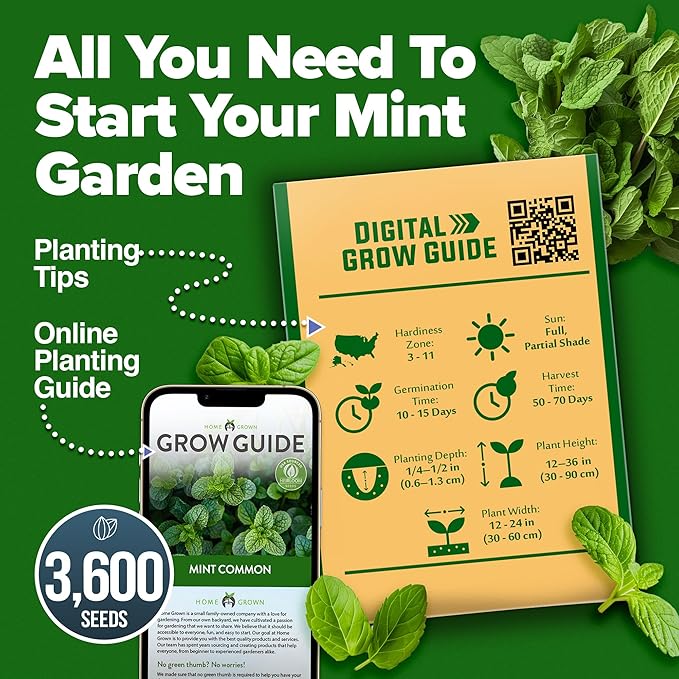 HOME GROWN Premium Common Mint Seeds (Bulk Pack) 3,600 𝗡𝗢𝗡-𝗚𝗠𝗢 𝗨𝗦𝗔 Heirloom Herb Seeds, USA Sourced | Ideal for Planting Outdoors or Indoors for a Fresh Mint Tea Garden (Mentha spp)-VerdiqueGarden