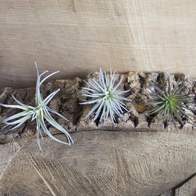 CHIVE Artificial Air Plants — Bulk Set of 5, Small — Ultra Realistic Fake Tillandsia Bromeliad Plants — Decorative Faux Succulents for Home & Office Decor — No Care Needed!-VerdiqueGarden