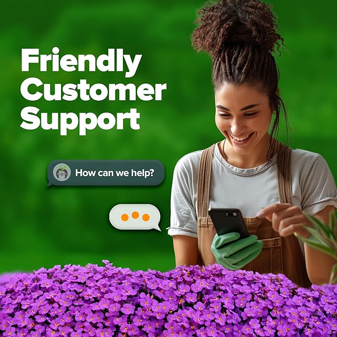 HOME GROWN 𝗨𝗦𝗔 𝗣𝗥𝗘𝗠𝗜𝗨𝗠 Aubrieta Rock Cress Purple, Flowering Ground Cover Seed Pack, Perennial Cress Seeds for Planting Outdoor Lawn Gardens 300 𝗡𝗢𝗡-𝗚𝗠𝗢 Aubrieta deltoidea Flower Seeds-VerdiqueGarden