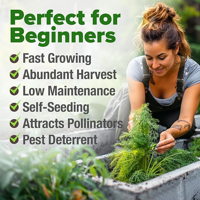 HOME GROWN 𝗨𝗦𝗔 𝗣𝗥𝗘𝗠𝗜𝗨𝗠 Dill Seeds for Planting 1,014 Bouquet Dill Seeds 𝗡𝗢𝗡-𝗚𝗠𝗢 and Heirloom Herb Seeds for Planting Outdoors, Grow Your Fragrant Dill Herb Garden (Anethum graveolens)-VerdiqueGarden