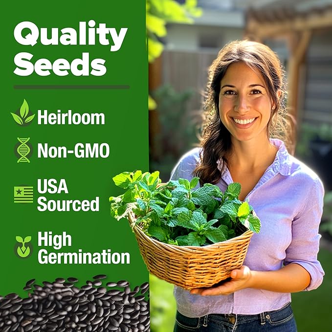 HOME GROWN Peppermint Seeds 2 Pack (Mentha × piperita) – 4,740 Heirloom Mint Seeds for Planting – 𝗡𝗢𝗡-𝗚𝗠𝗢, 𝗨𝗦𝗔-𝗦𝗢𝗨𝗥𝗖𝗘𝗗 – Grow Indoors or Outdoors, Kitchen Herb Garden Favorite-VerdiqueGarden