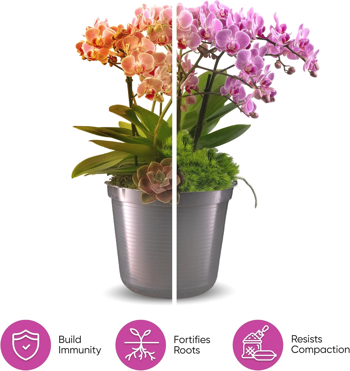 Molly's Orchid Potting Mix - Premium Gritty Soilless Orchid Mix - Chunky High Drainage vs Standard Potting Soil for Indoor Plants - Contains Bark, Coco Chips, Akadama, Pumice, Lava Rock 10 Dry Quarts-VerdiqueGarden