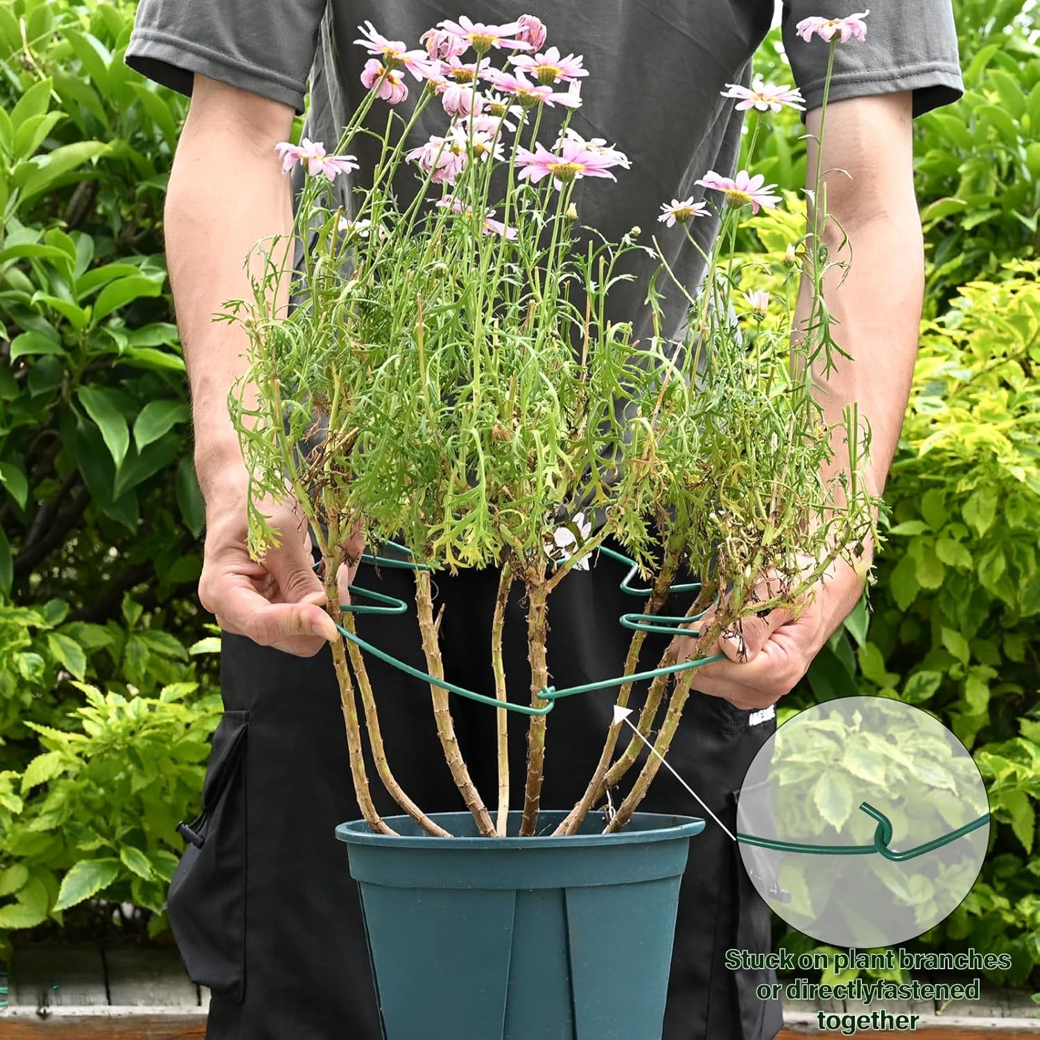 5PCS Green Monstera Plant Stem Support - 11x9.4 Adjustable Fishbone Cactus Stake Holder, Durable, Sturdy Design, Easy Installation, Gentle Grip for Indoor Plants-VerdiqueGarden