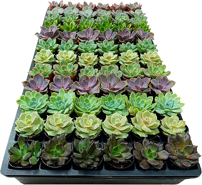 1.75 Inch Mini-Echeveria Assortment | Beautiful Rosette Assortment | Colorful, Hand-Picked Assortment | Great for Office, Home, or Wedding Decor | 72-Pack-VerdiqueGarden