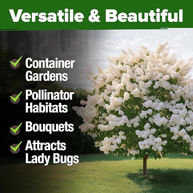 HOME GROWN 𝗨𝗦𝗔 53 White Lilac Flower Seeds Non-GMO, Heirloom Tree Seeds for Planting, Fragrant Flowering Tree Seeds for Landscaping, Pollinator Gardens, and Ornamental Borders (Syringa reticulata)-VerdiqueGarden