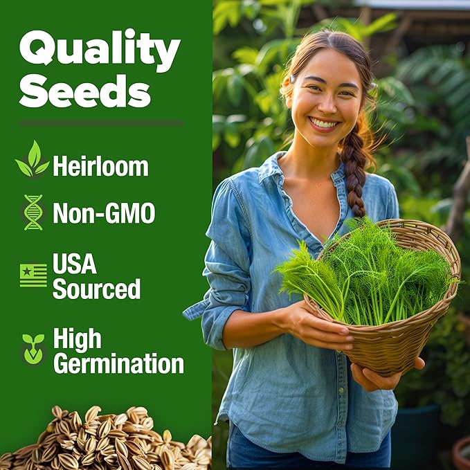 HOME GROWN 𝗨𝗦𝗔 𝗣𝗥𝗘𝗠𝗜𝗨𝗠 Dill Seeds for Planting 1,014 Bouquet Dill Seeds 𝗡𝗢𝗡-𝗚𝗠𝗢 and Heirloom Herb Seeds for Planting Outdoors, Grow Your Fragrant Dill Herb Garden (Anethum graveolens)-VerdiqueGarden