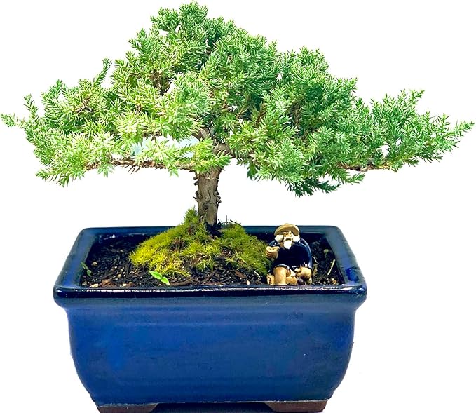 Live Dwarf Juniper Bonsai Tree 7 Year Old | Juniper or Jade Bonsai Tree | Indoor/Outdoor | 100% Handcrafted| Home and Office Décor | Best Gift for Holiday-VerdiqueGarden